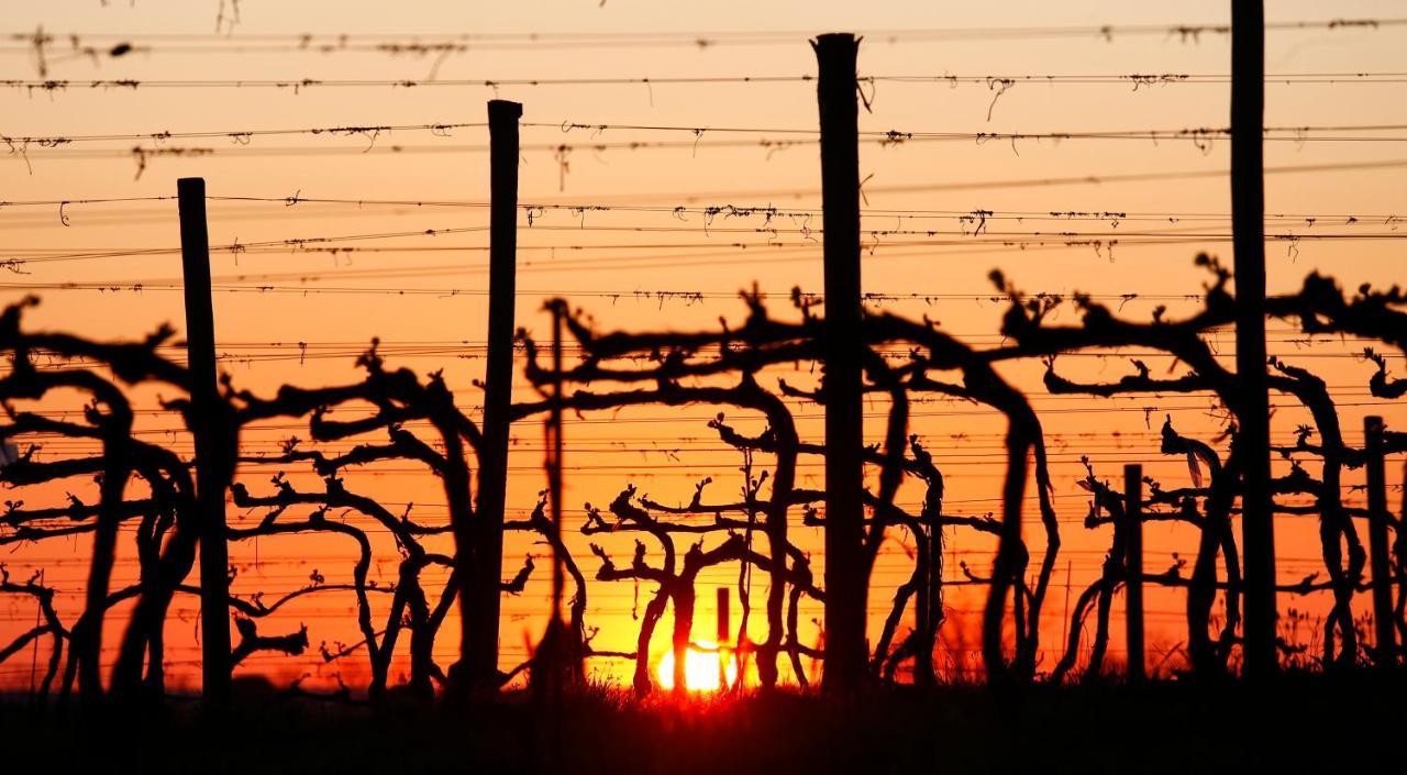 Poggio Al Casone Βίλα Crespina Εξωτερικό φωτογραφία